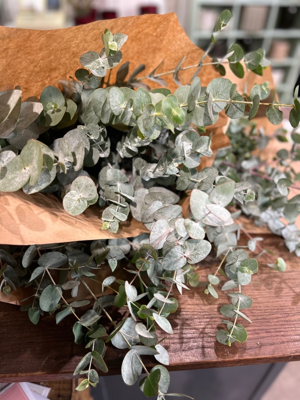 Fresh Eucalyptus Bunch