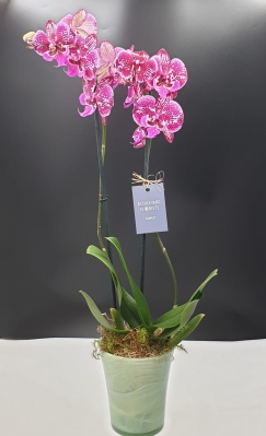 Orchid Plant with Container