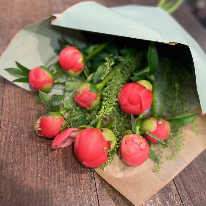 Peony Love