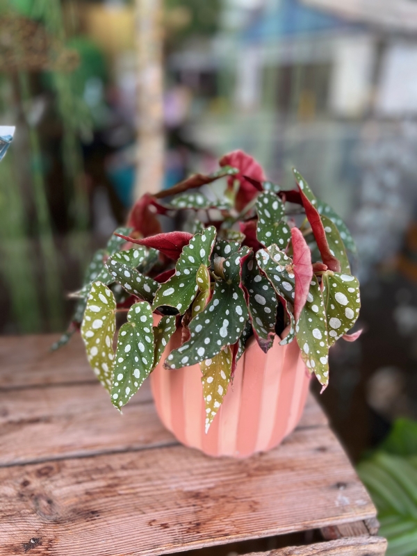 Polka Dot Begonia