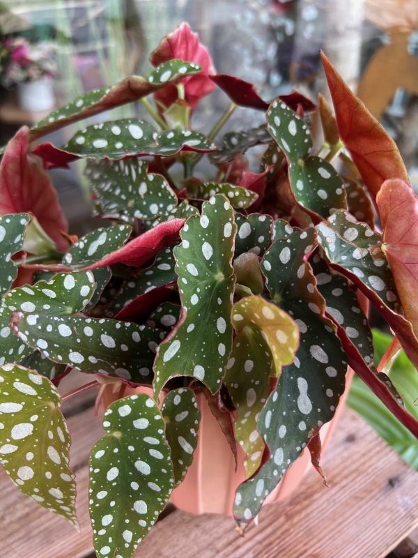 Polka Dot Begonia