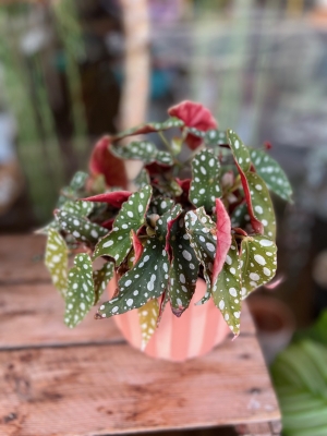 Polka Dot Begonia