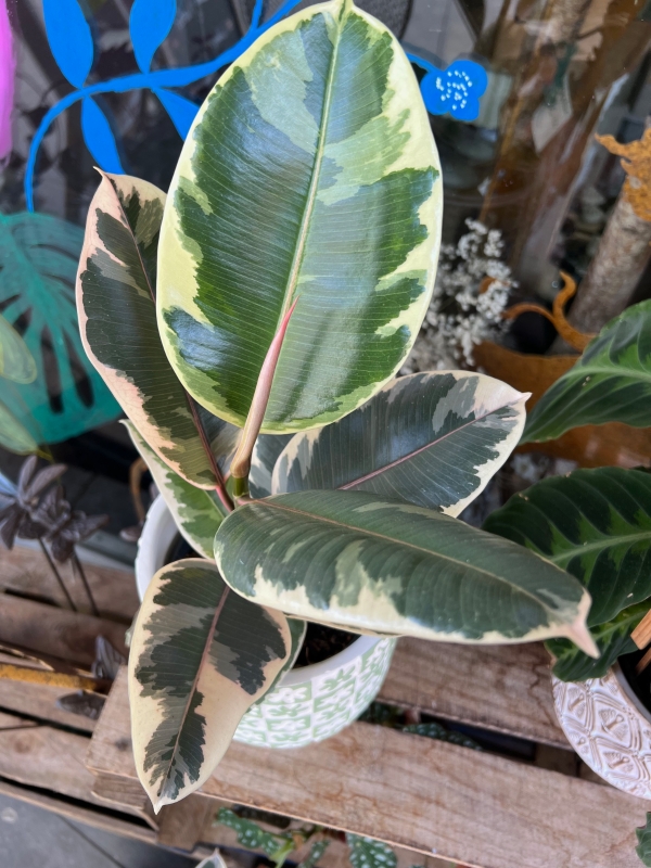 Rubber Plant