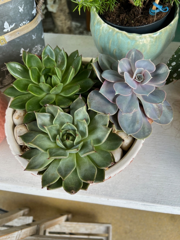 Succulent Bowl