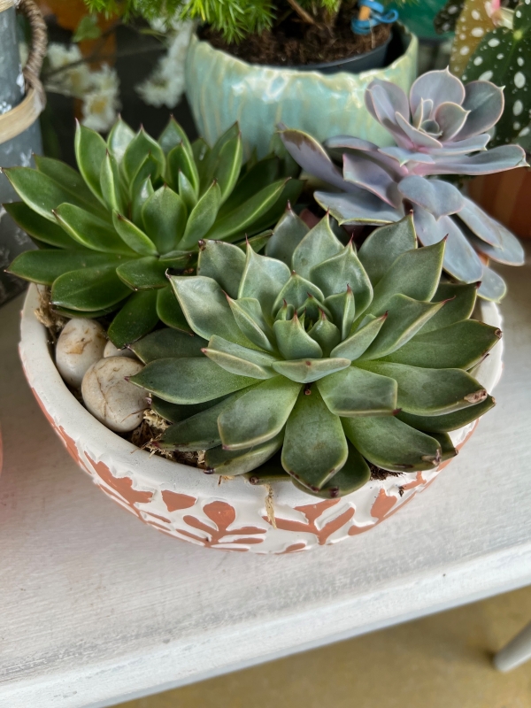 Succulent Bowl