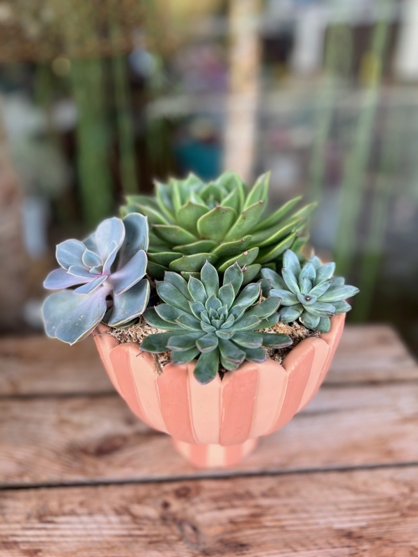Succulent Planter