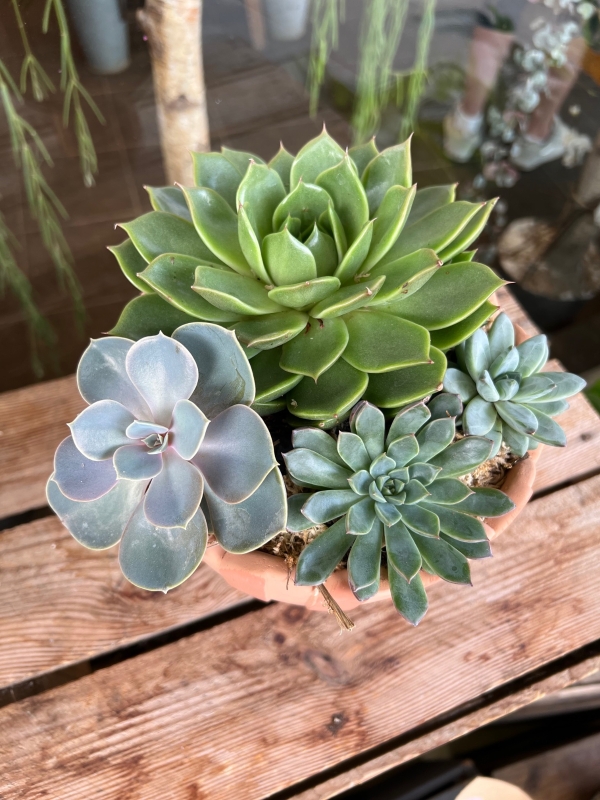 Succulent Planter