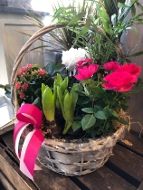 Seasonal Planted basket arrangement
