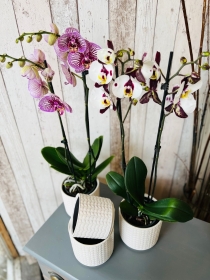 Orchid Plant with Container