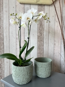 Orchid Plant with Container