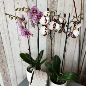 Orchid Plant with Container