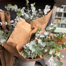 Fresh Eucalyptus Bunch