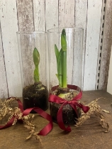 Amaryllis inside glass vase