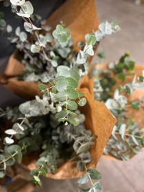 Fresh Eucalyptus Bunch