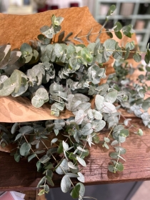 Fresh Eucalyptus Bunch
