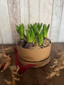 Hyacinth planted hatbox