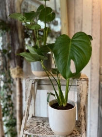 Monstera plant
