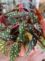 Polka Dot Begonia