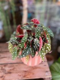 Polka Dot Begonia