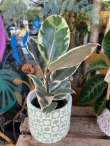 Rubber Plant