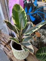 Rubber Plant