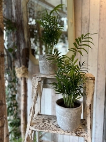 Small Palm