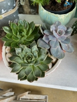 Succulent Bowl