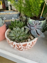 Succulent Bowl