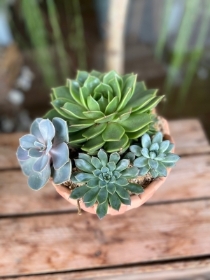 Succulent Planter