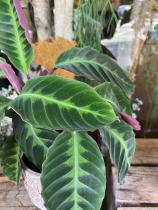 Velvet Prayer Plant