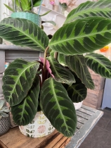 Velvet Prayer Plant