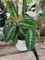 Velvet Prayer Plant